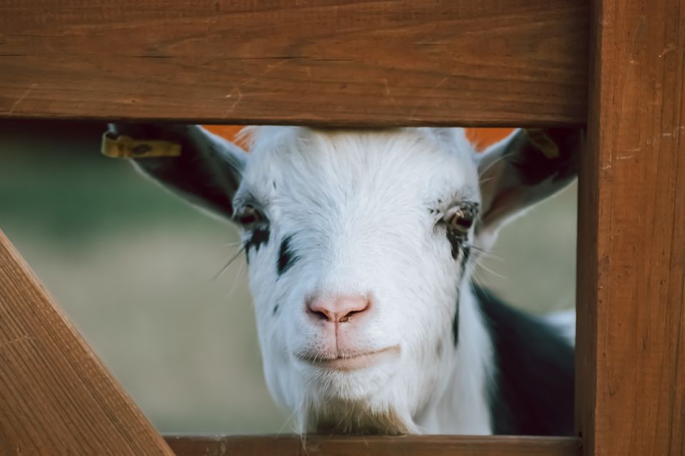 Streichelgehege, Foto: Ferienpark Templin, Lizenz: Ferienpark Templin